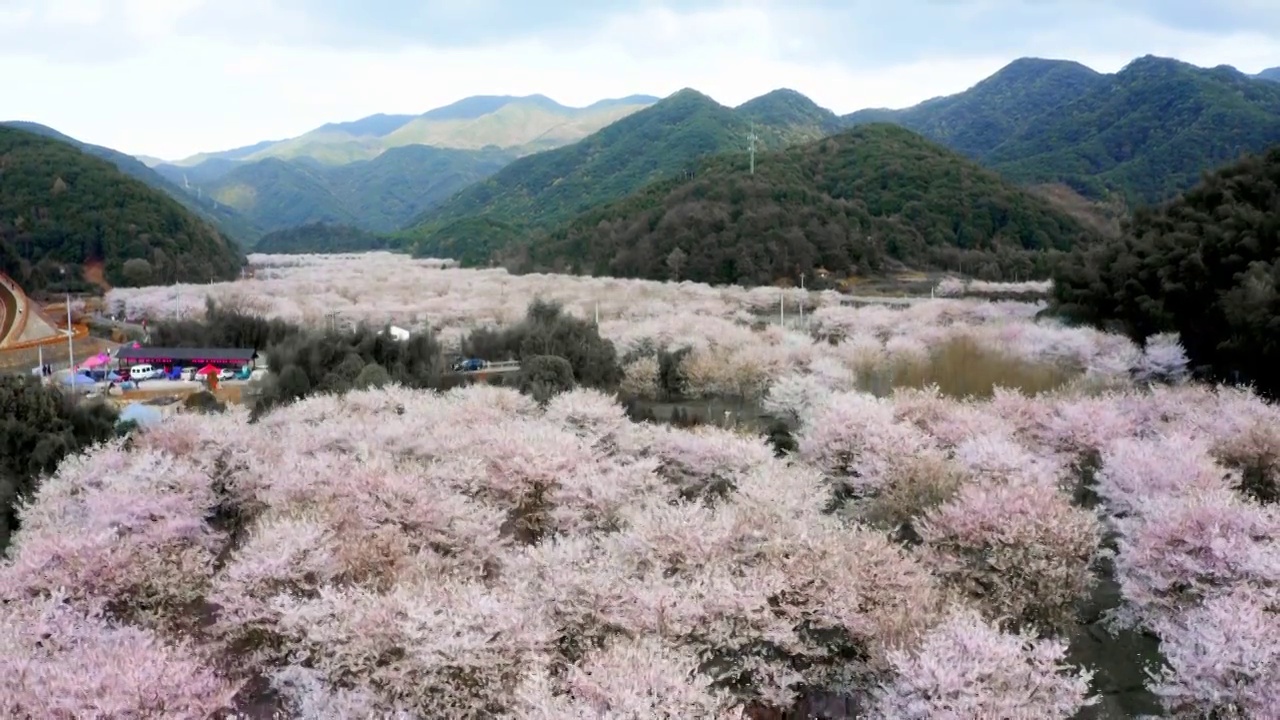 航拍上虞章镇张村樱花谷视频素材