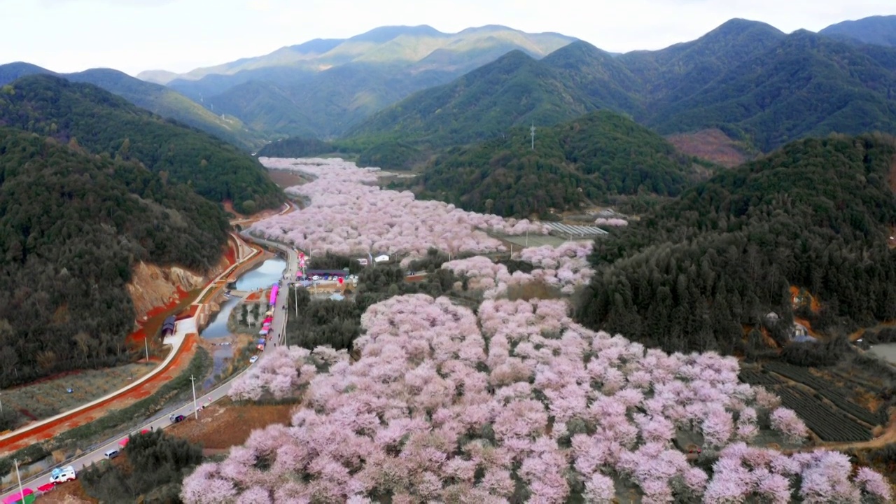 航拍上虞章镇张村樱花谷视频素材