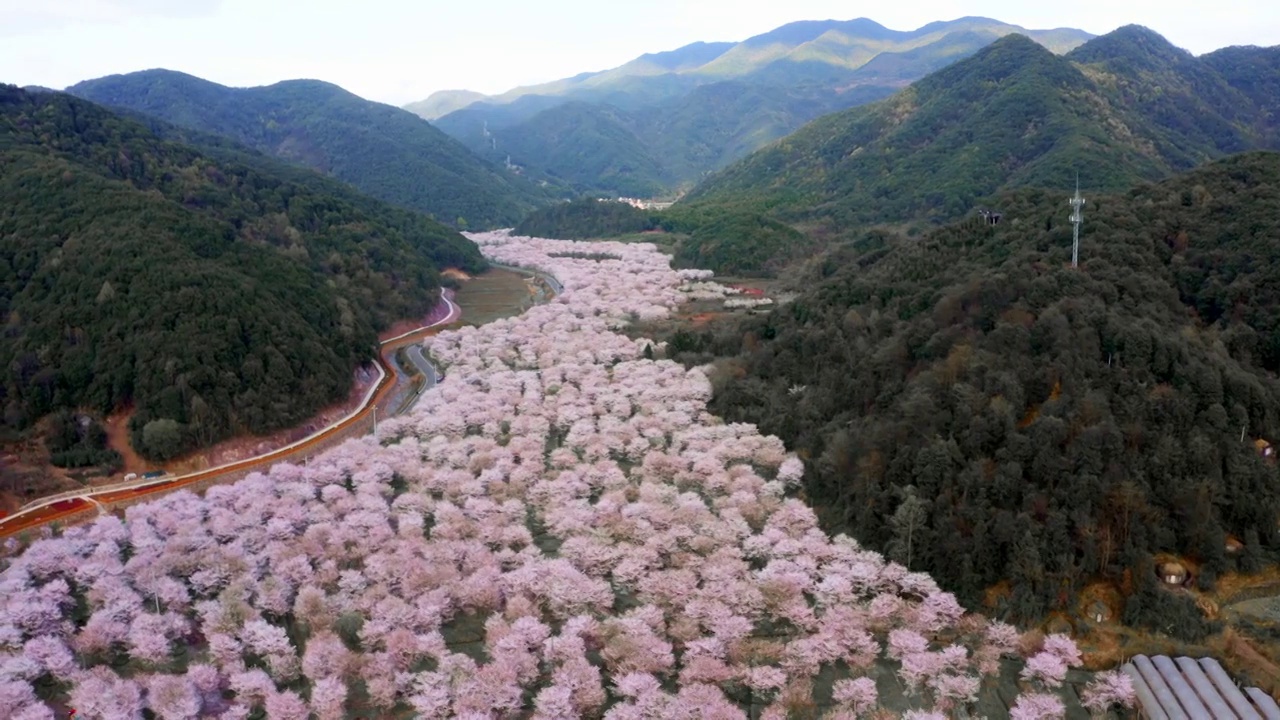 航拍上虞章镇张村樱花谷视频素材