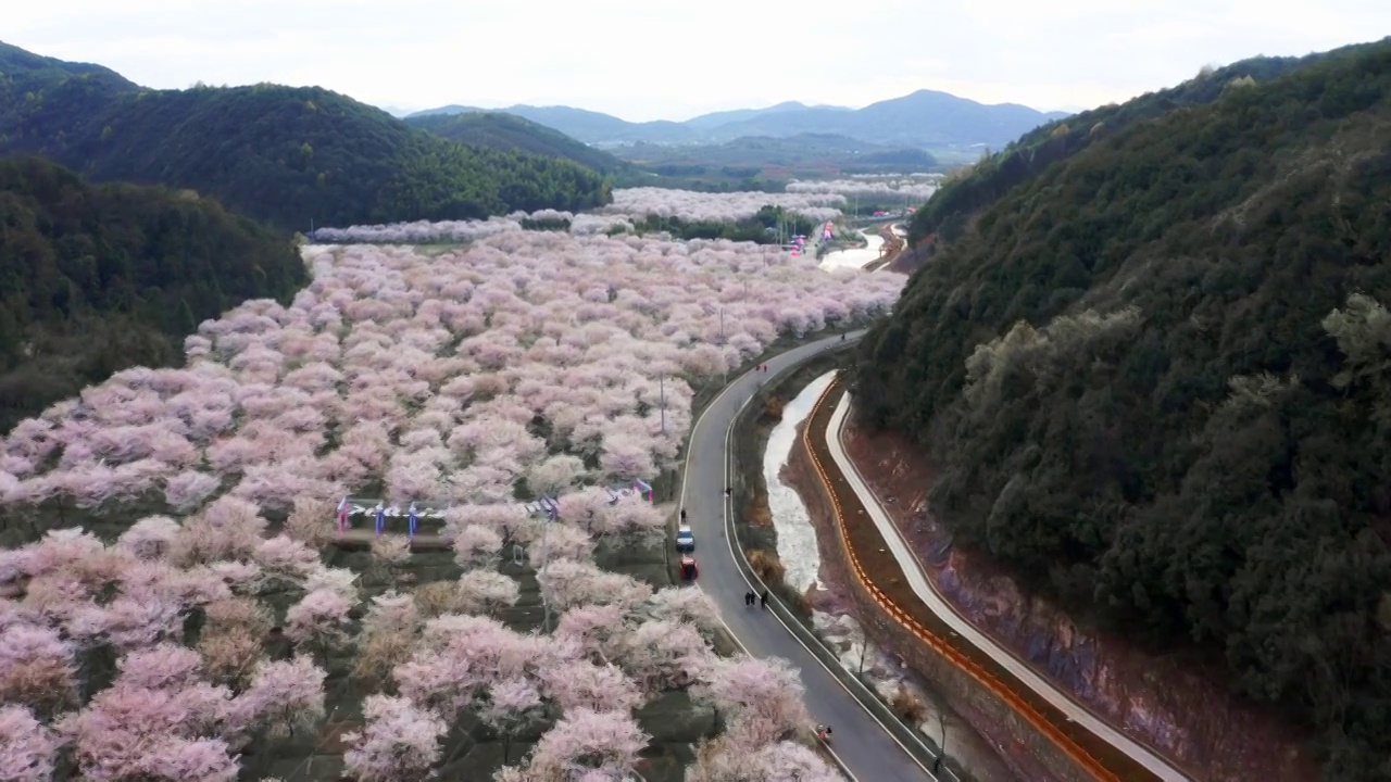 航拍上虞章镇张村樱花谷视频素材