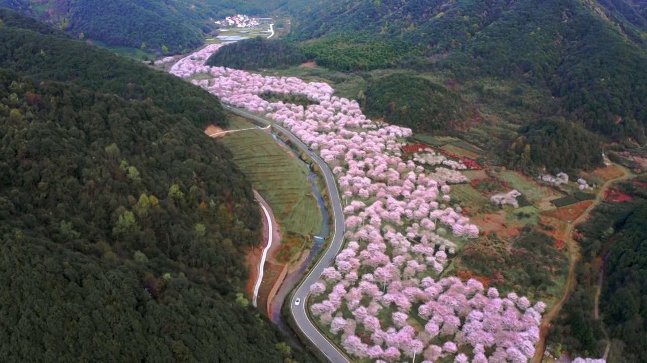 航拍上虞章镇张村樱花谷视频素材