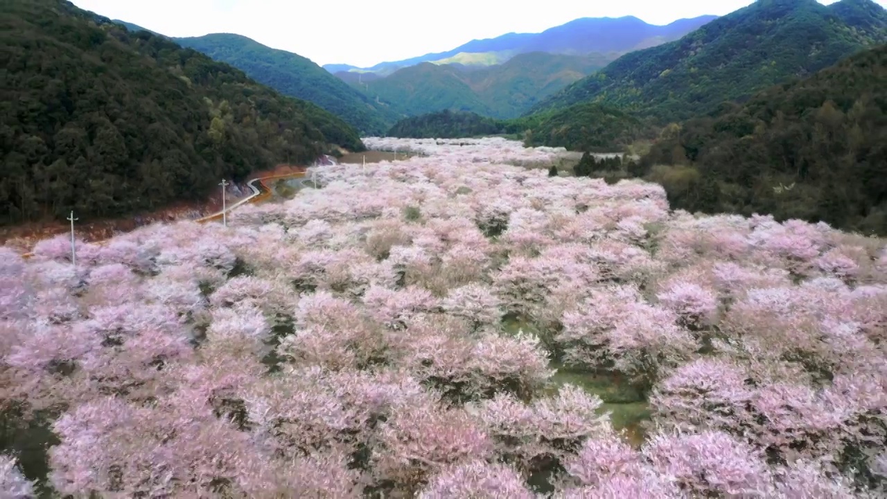 航拍上虞章镇张村樱花谷视频素材