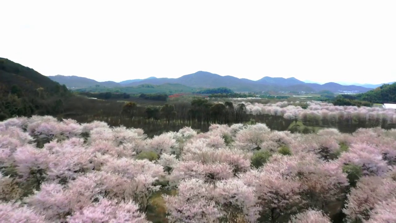 航拍上虞章镇张村樱花谷视频素材