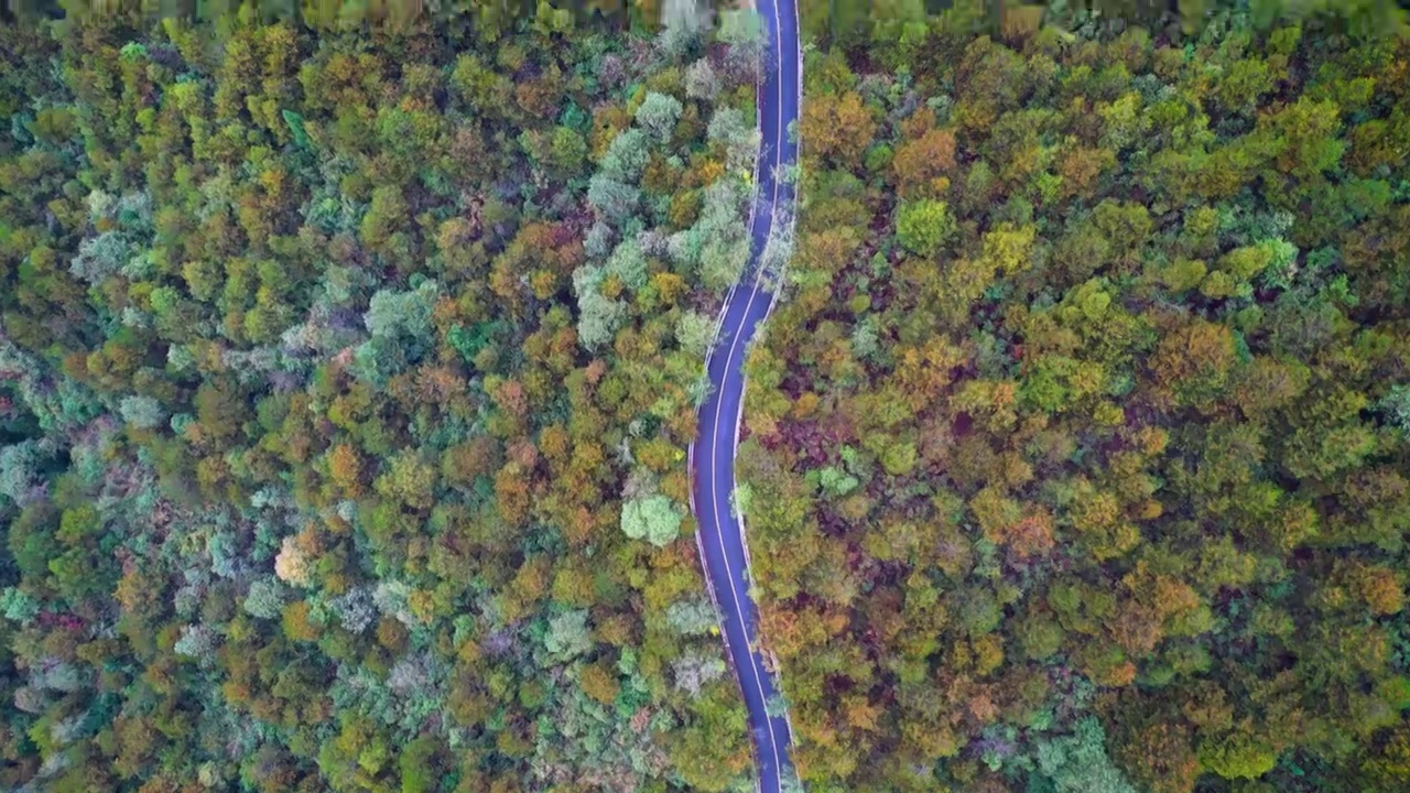 无人机视角在森林环绕的道路上前行视频素材