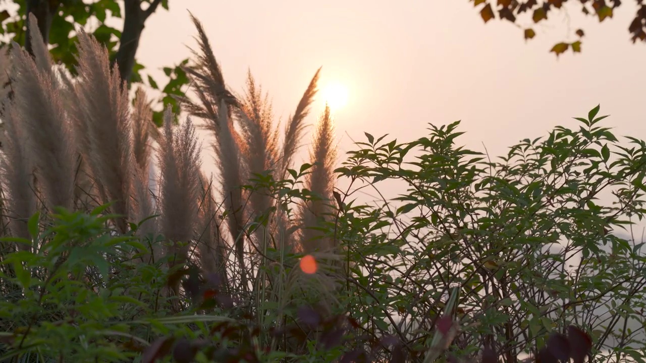 4k实拍唯美夕阳芦苇随风飘摇视频视频素材