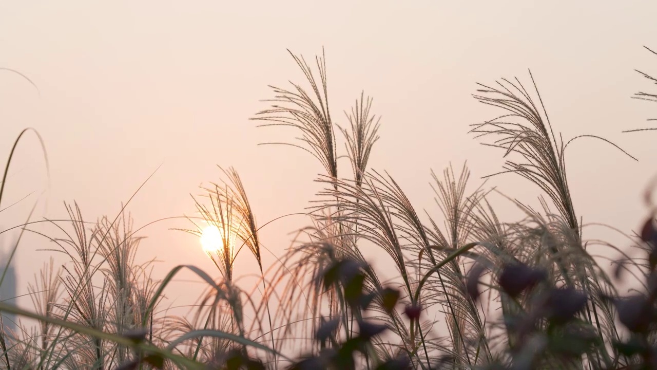 4k实拍唯美夕阳芦苇随风飘摇视频视频素材