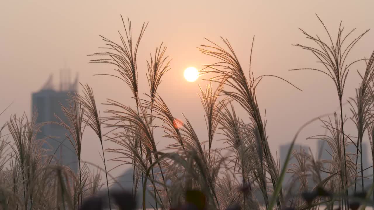 4k实拍唯美夕阳芦苇随风飘摇视频视频素材