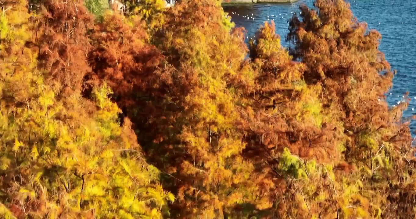 航拍大理洱海边的游客和海鸥视频素材