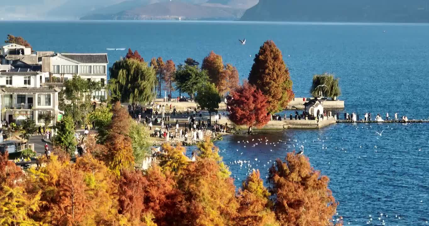 航拍大理洱海边的游客和海鸥视频素材