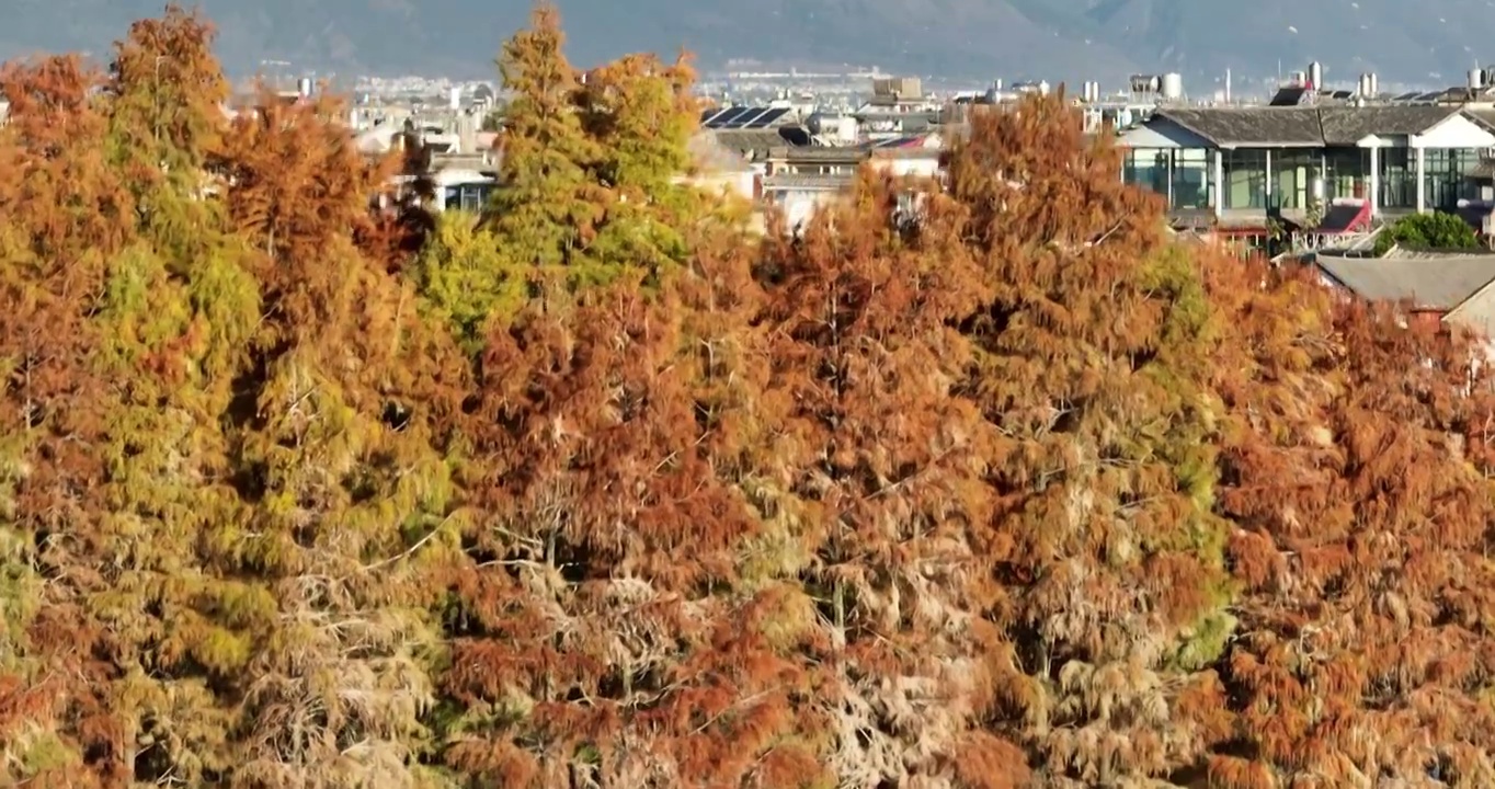 航拍洱海边的白族村庄传统建筑视频素材