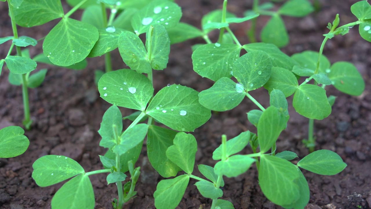 4K细雨中的豌豆尖特写镜头视频素材