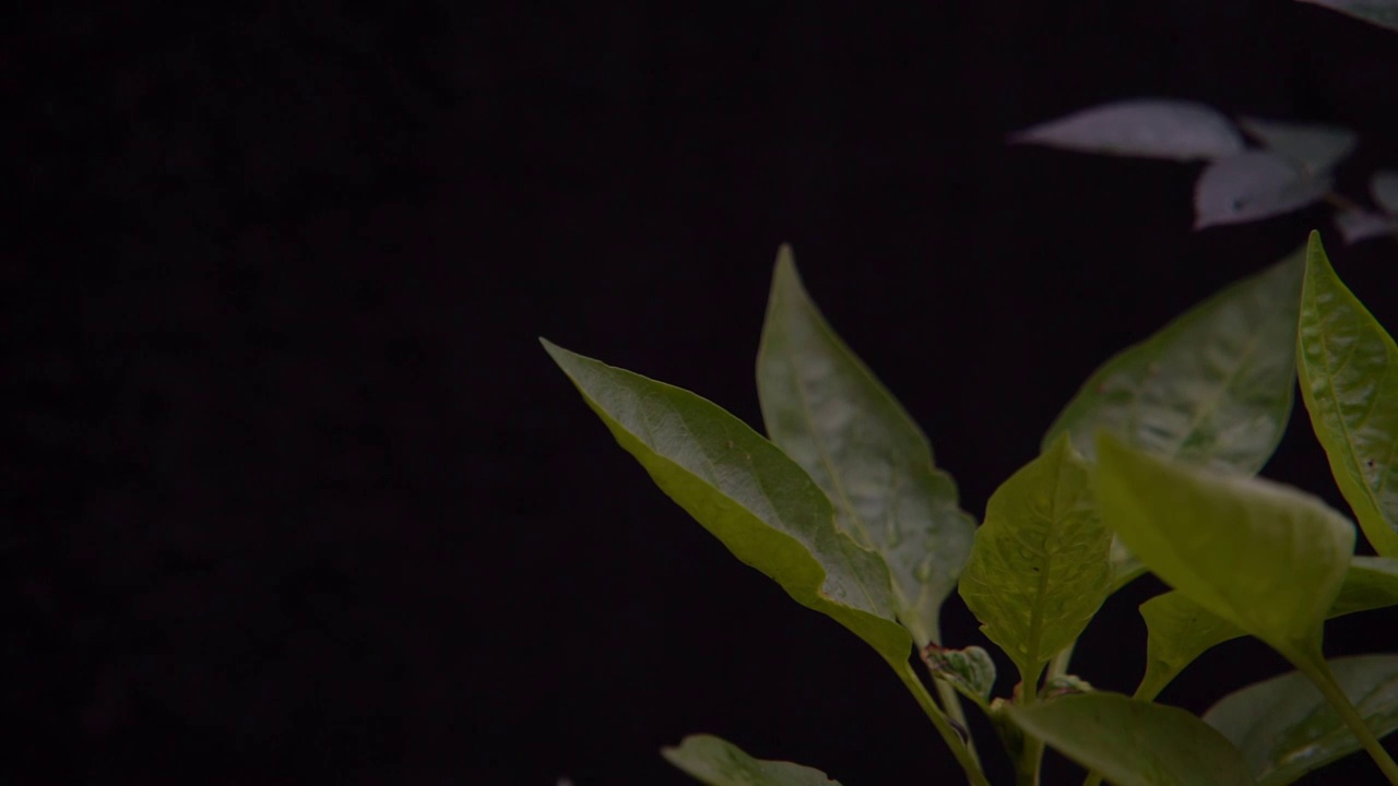 慢镜头特写雨后落在绿色叶片上的水滴空镜视频素材