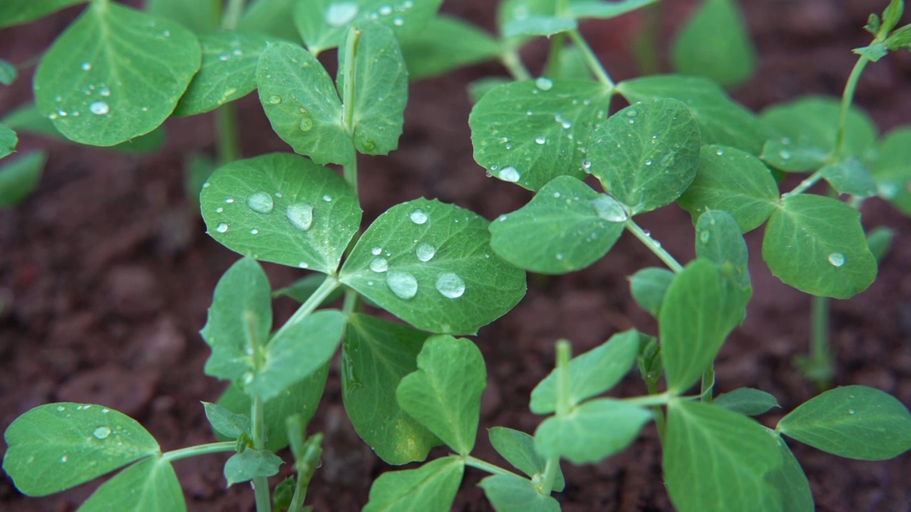 慢镜头特写雨后落在豌豆叶片上的水滴空镜视频素材