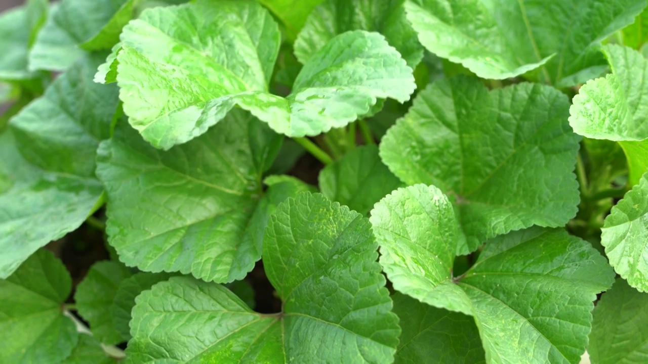 4K雨滴落在茁壮生长的蔬菜叶片上视频素材