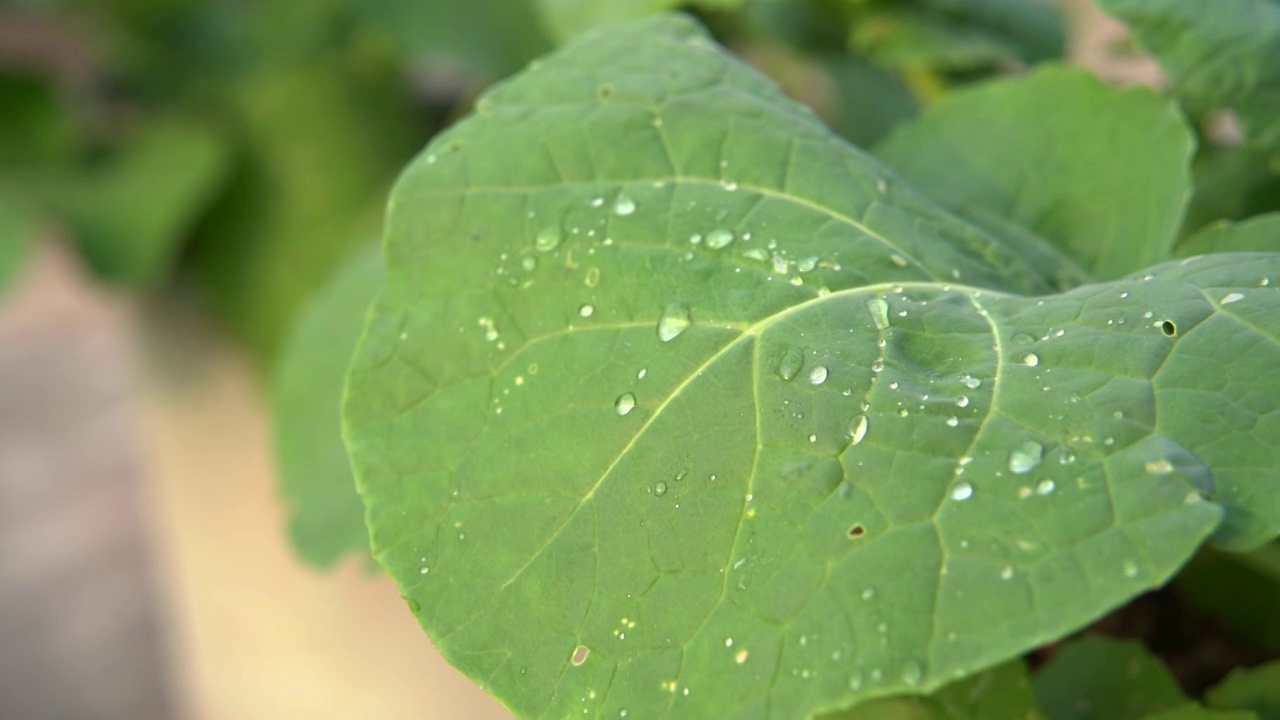 慢镜头雨水滴落在蔬菜叶片上视频素材