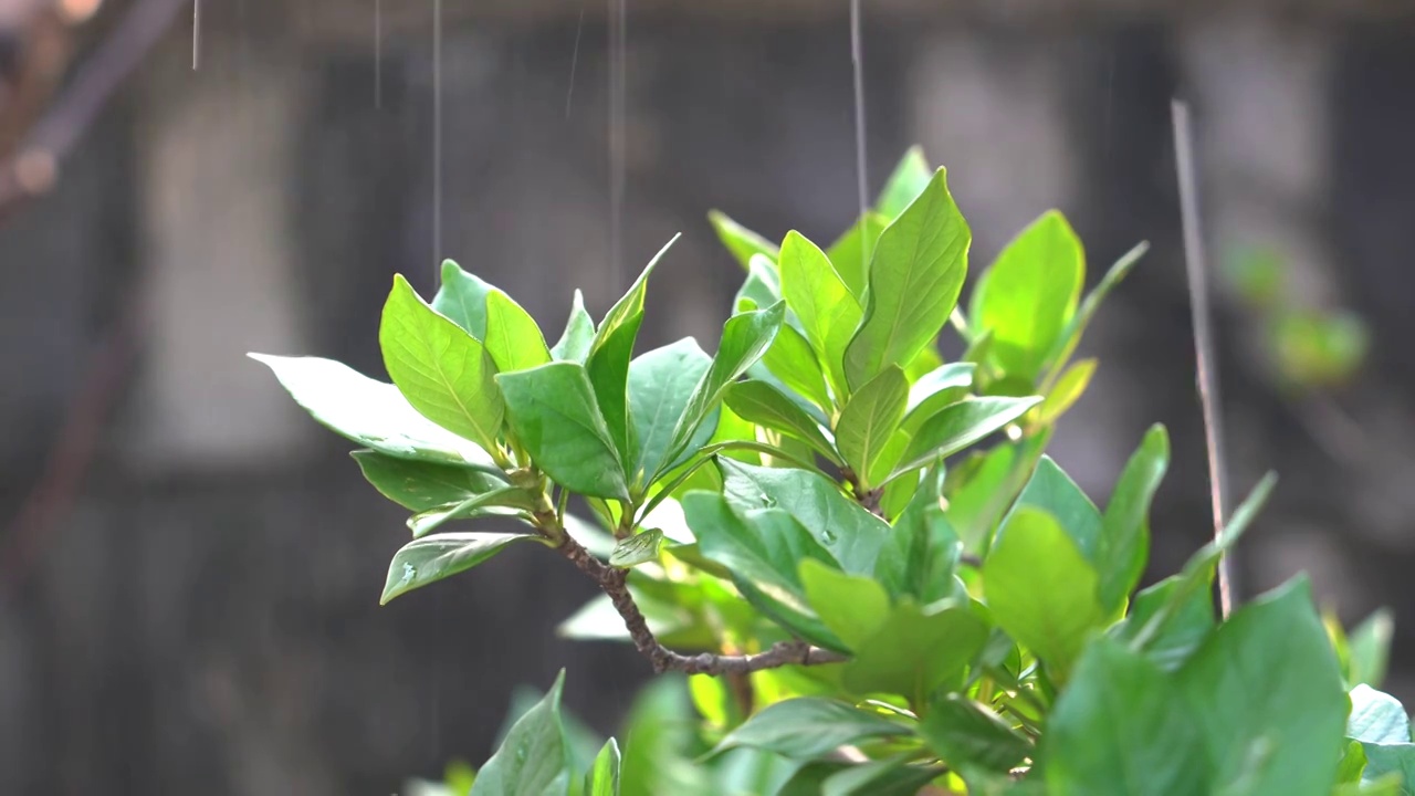 4K沐浴在阳光和雨中的绿色植物特写视频素材