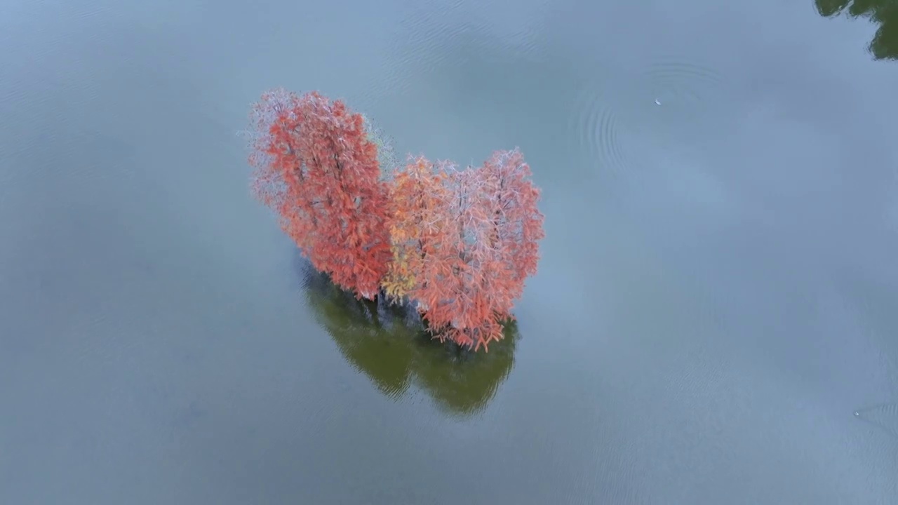 秋季的四明湖视频素材