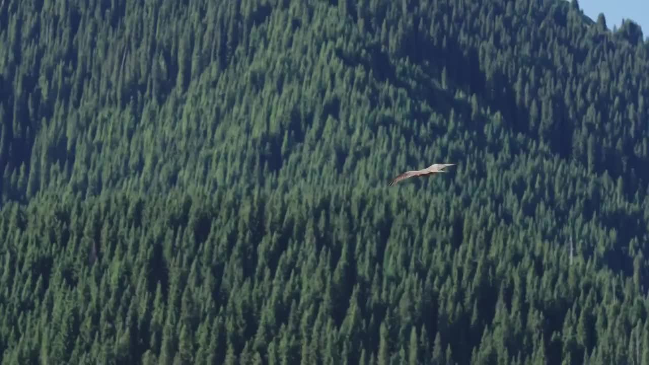 天空中飞翔的鹰视频素材