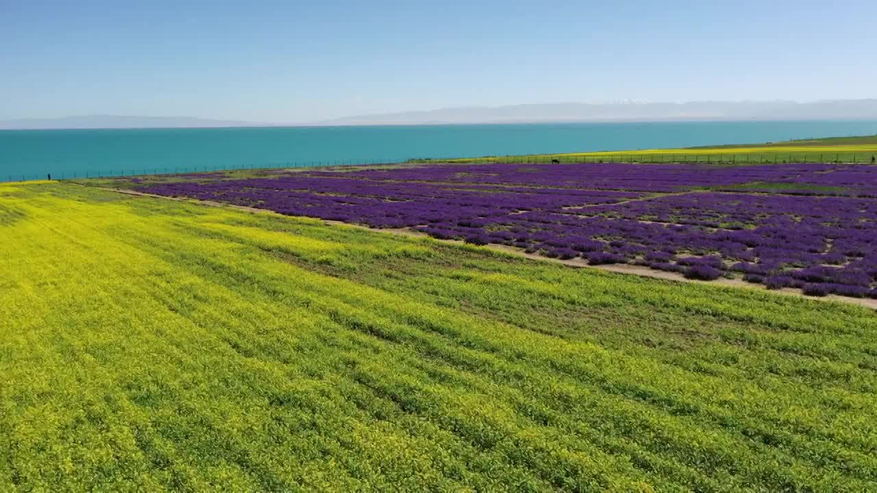 青海湖的夏天，湖边的油菜花，青海的风景，湖边的花海视频素材