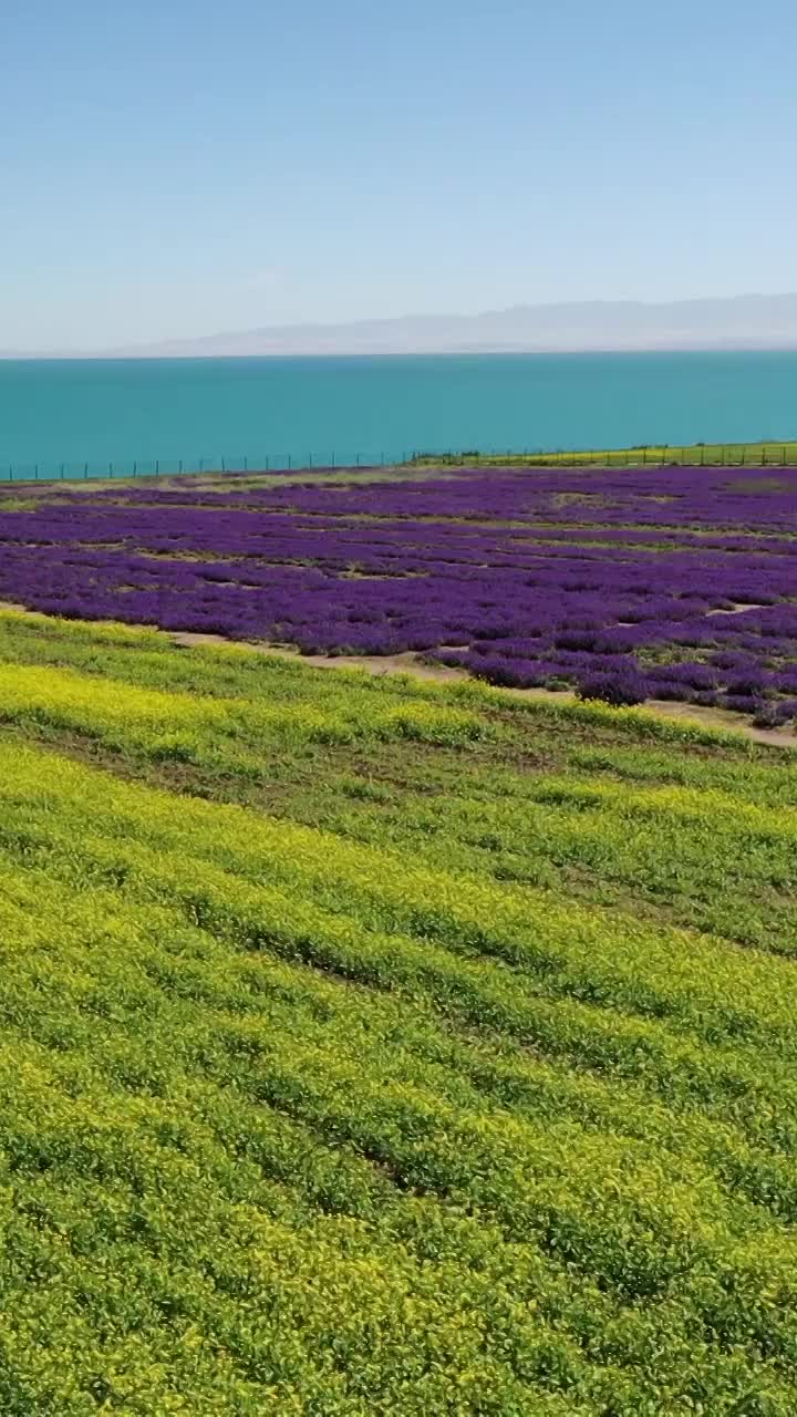 青海湖的夏天，湖边的油菜花，青海的风景，湖边的花海视频素材