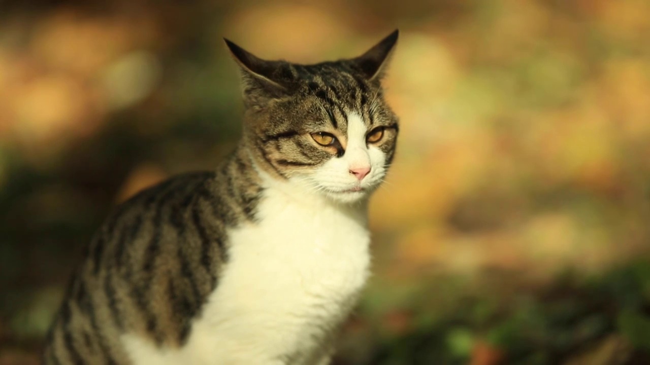 秋天户外一只流浪猫视频素材