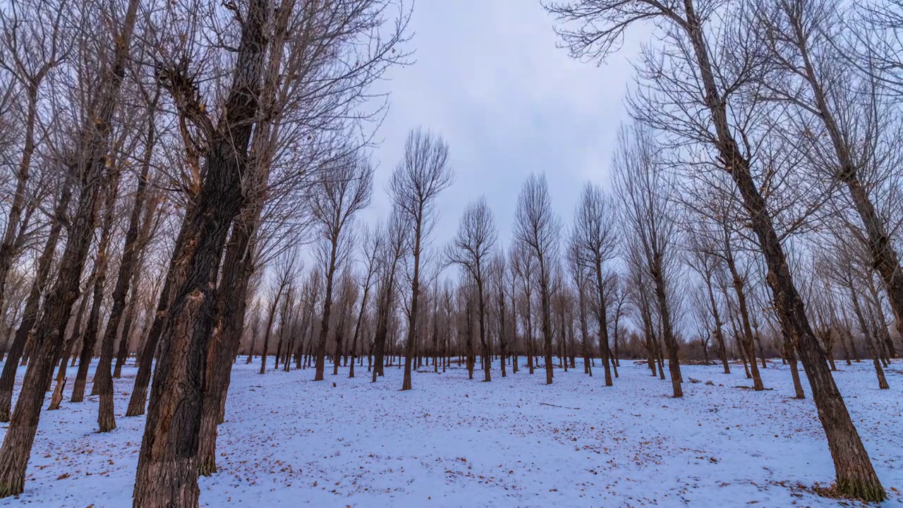 冬季雪景树林视频素材