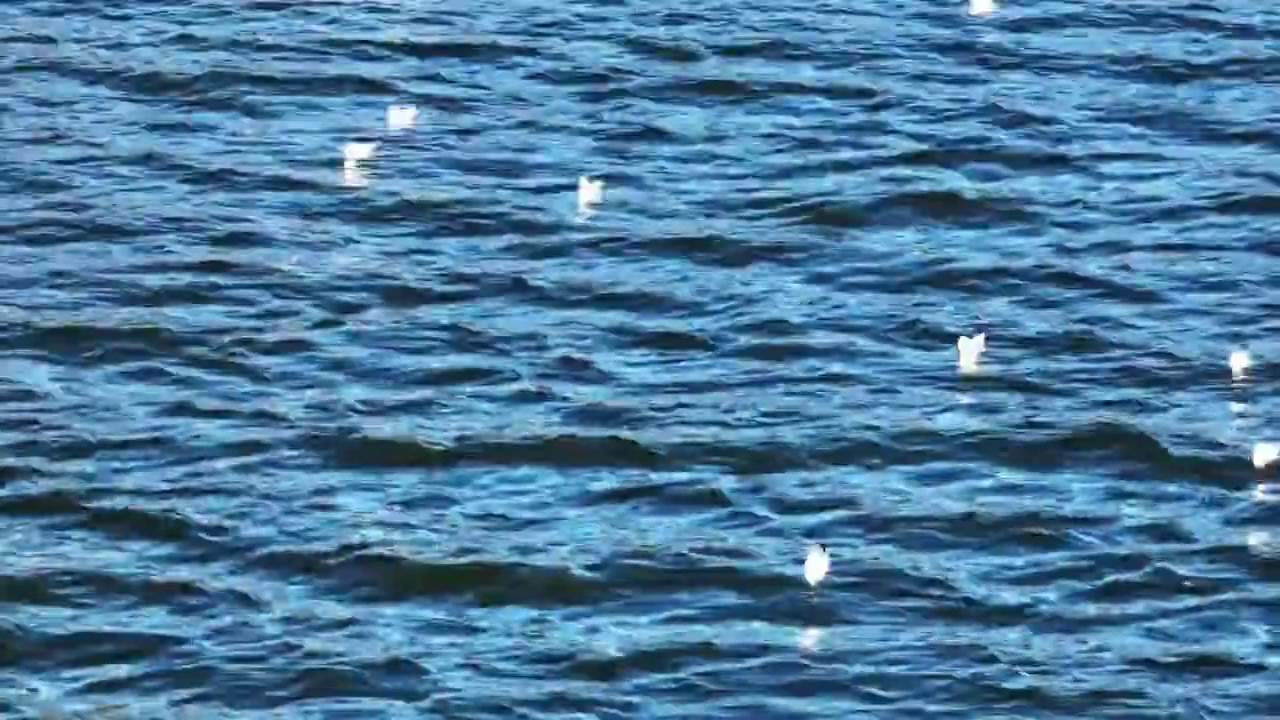 水面上的海鸥航拍视频素材