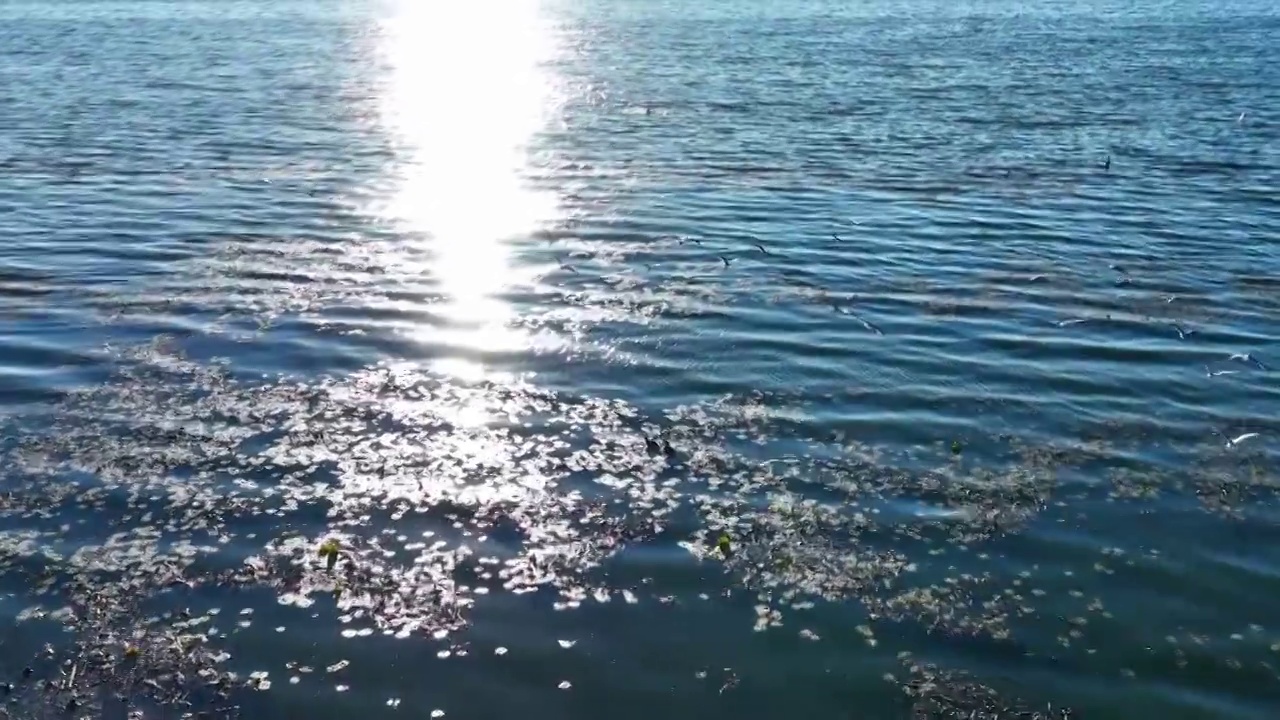 水面上的海鸥航拍视频素材