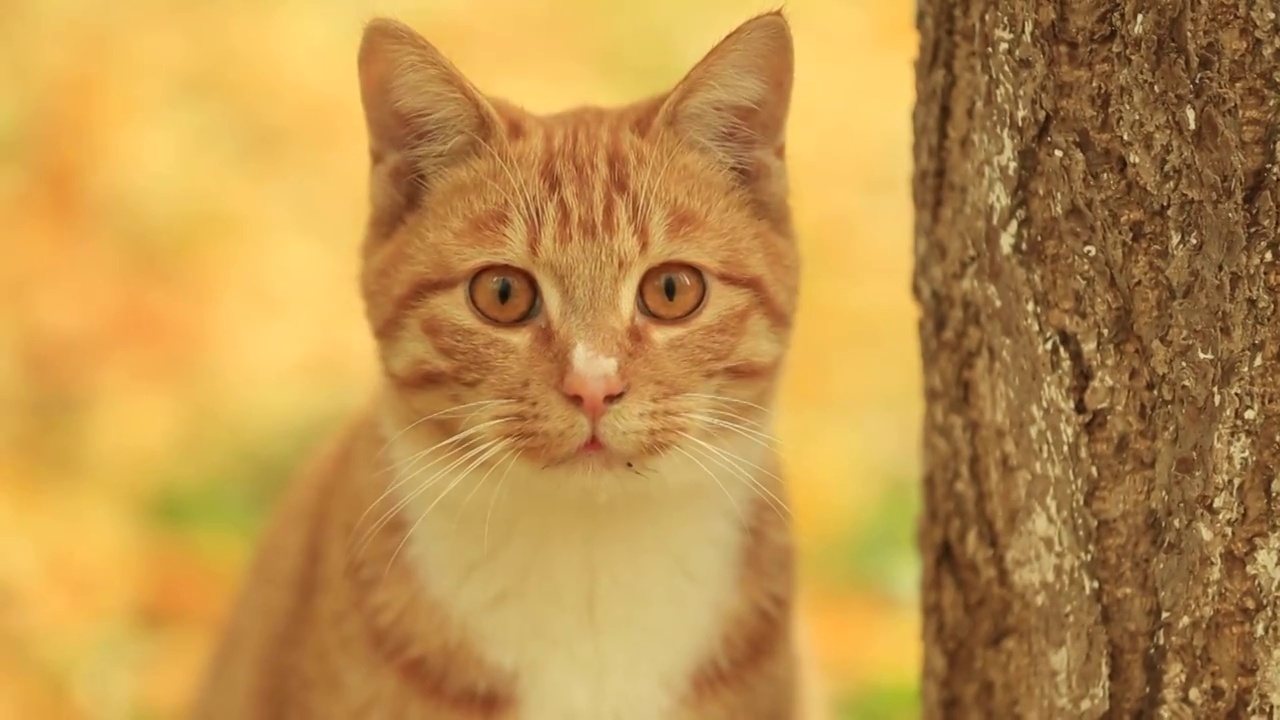 秋天户外的流浪猫视频素材