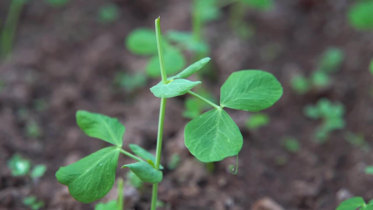 慢镜头雨滴落在茁壮生长的豌豆苗叶片特写视频素材