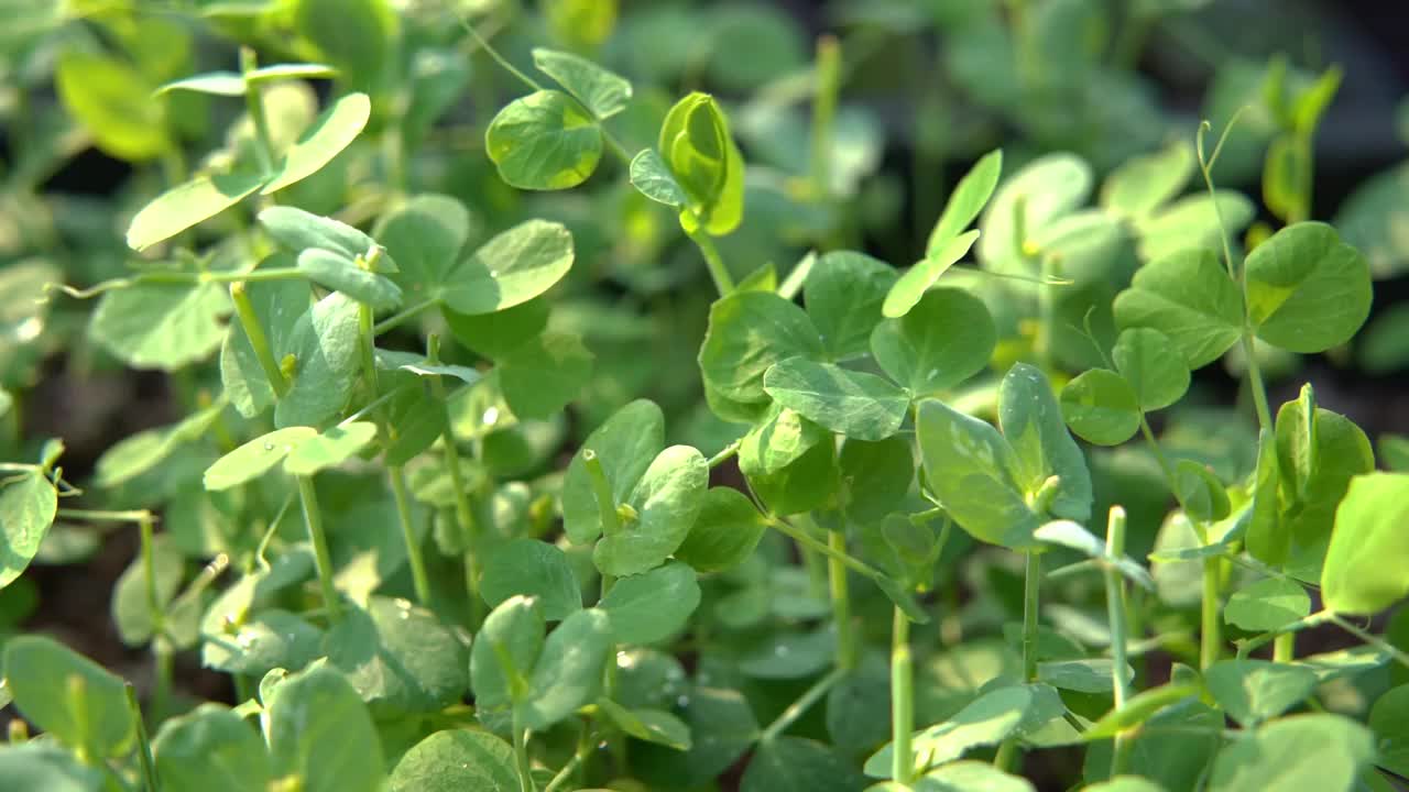 慢镜头雨滴落在茁壮生长的豌豆苗叶片上视频素材