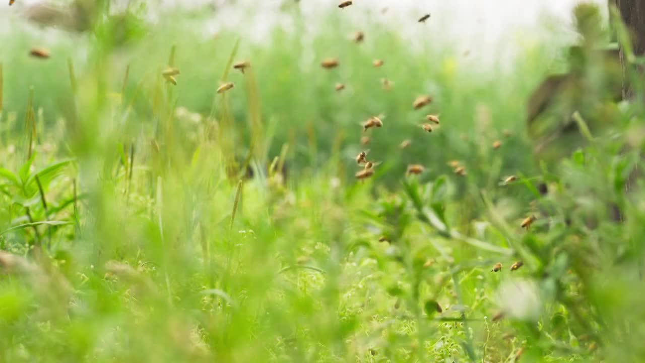 成群蜜蜂飞舞慢镜头视频素材