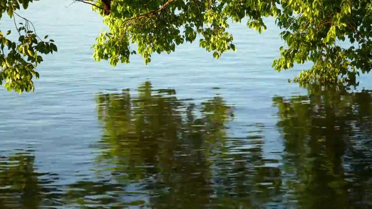 树枝和湖水视频素材