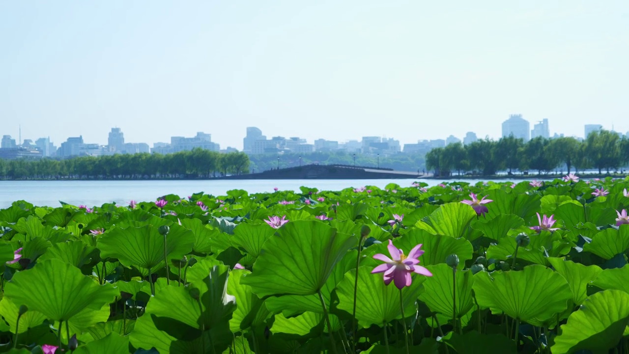 西湖荷花视频素材