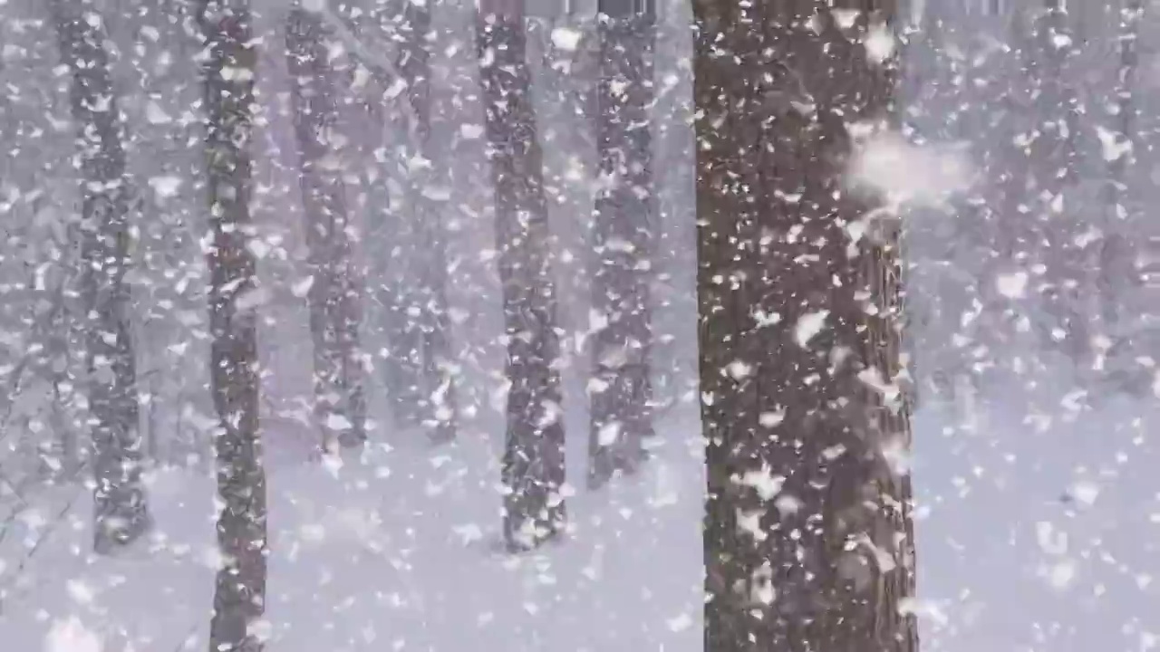 林间大雪视频素材