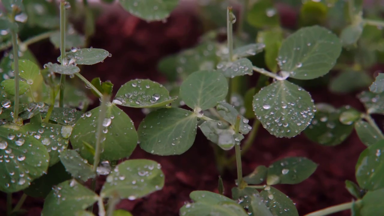 慢镜头-雨滴落在红土地茁壮生长的豌豆苗上视频素材