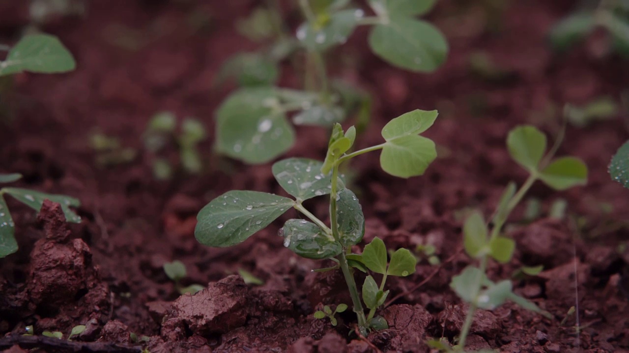 慢镜头-雨滴落在红土地茁壮生长的豌豆苗上视频素材