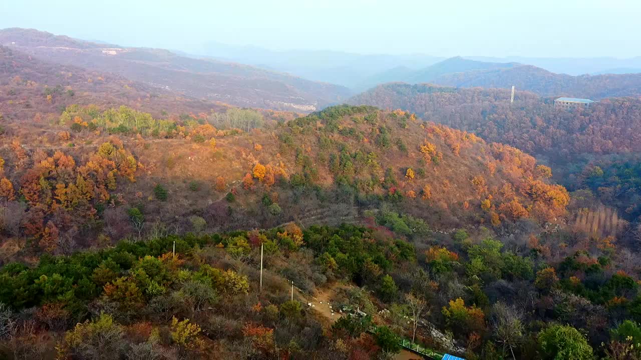 秋天漫山红叶黄叶视频素材