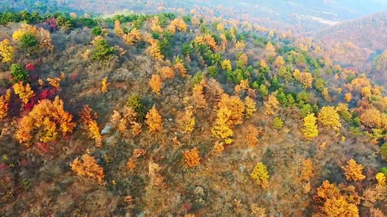 秋天漫山红叶黄叶视频素材