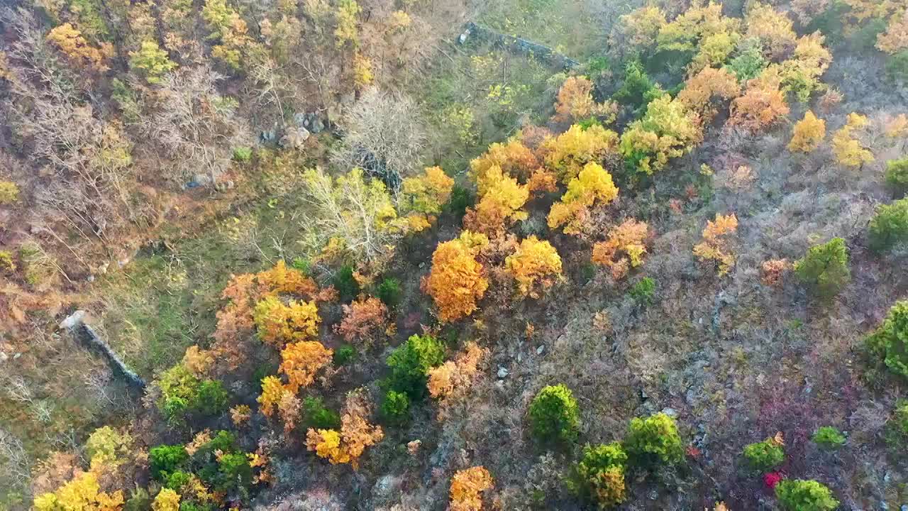 秋天漫山红叶黄叶视频素材