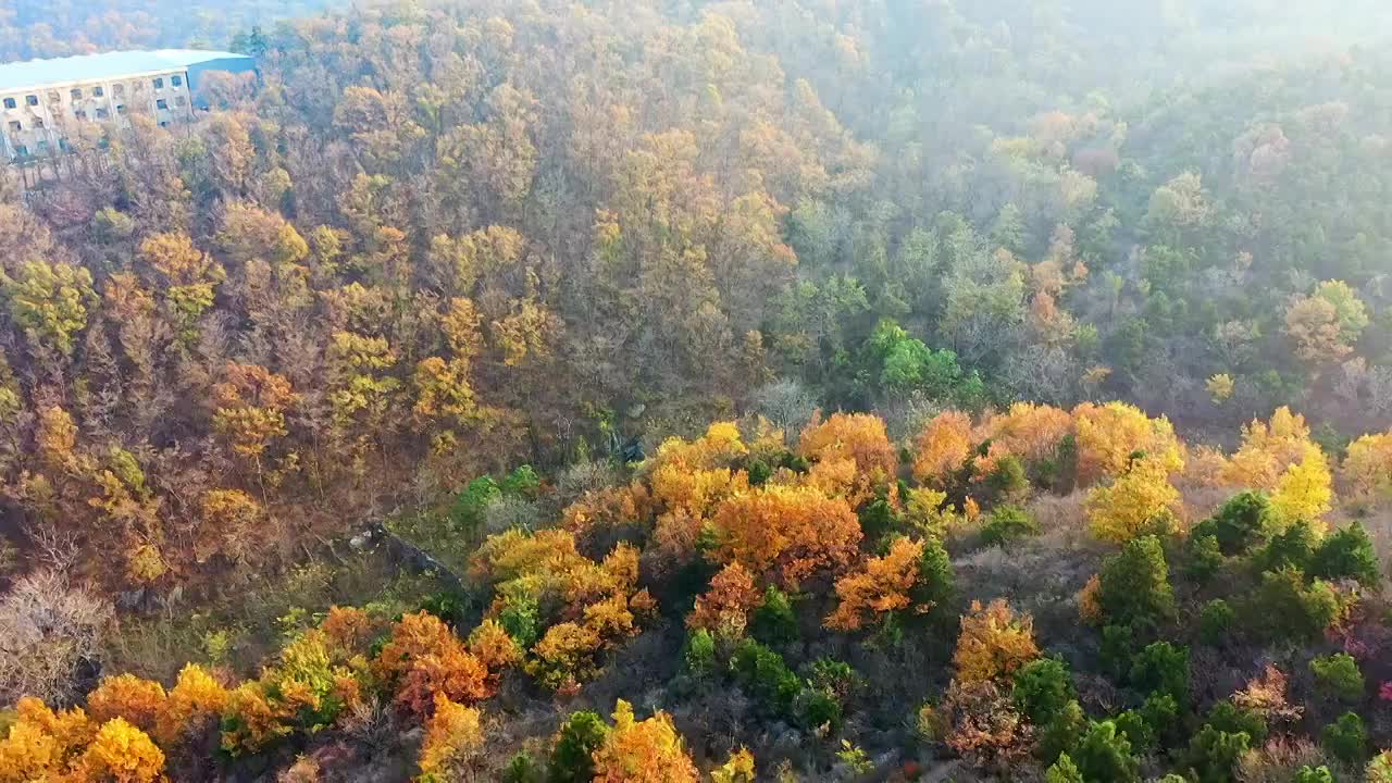 秋天漫山红叶黄叶视频素材