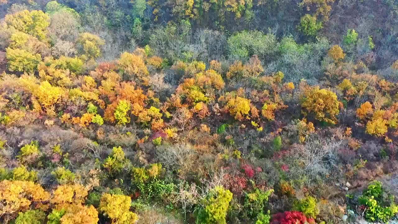 秋天漫山红叶黄叶视频素材