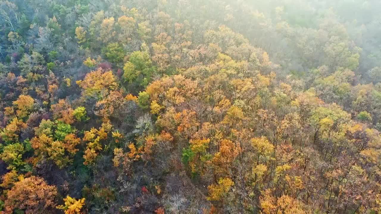 秋天漫山红叶黄叶视频素材