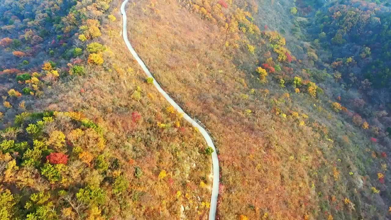 秋天漫山红叶黄叶视频素材