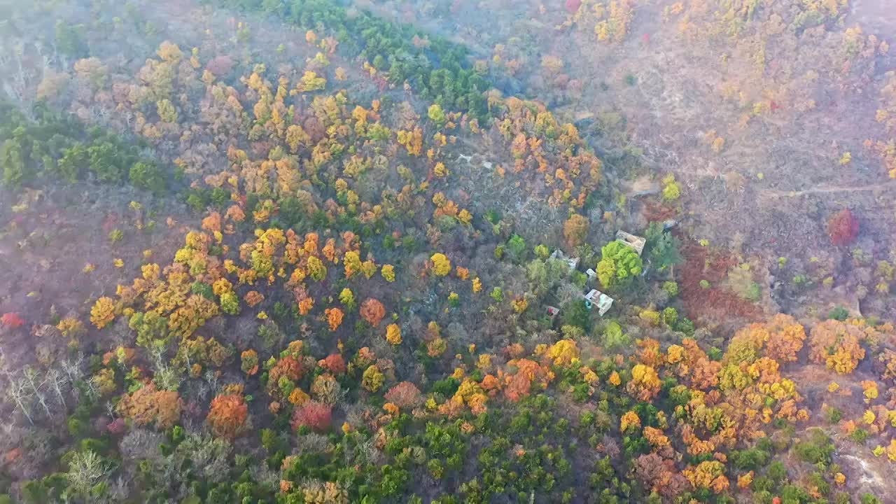 秋天漫山红叶黄叶视频素材