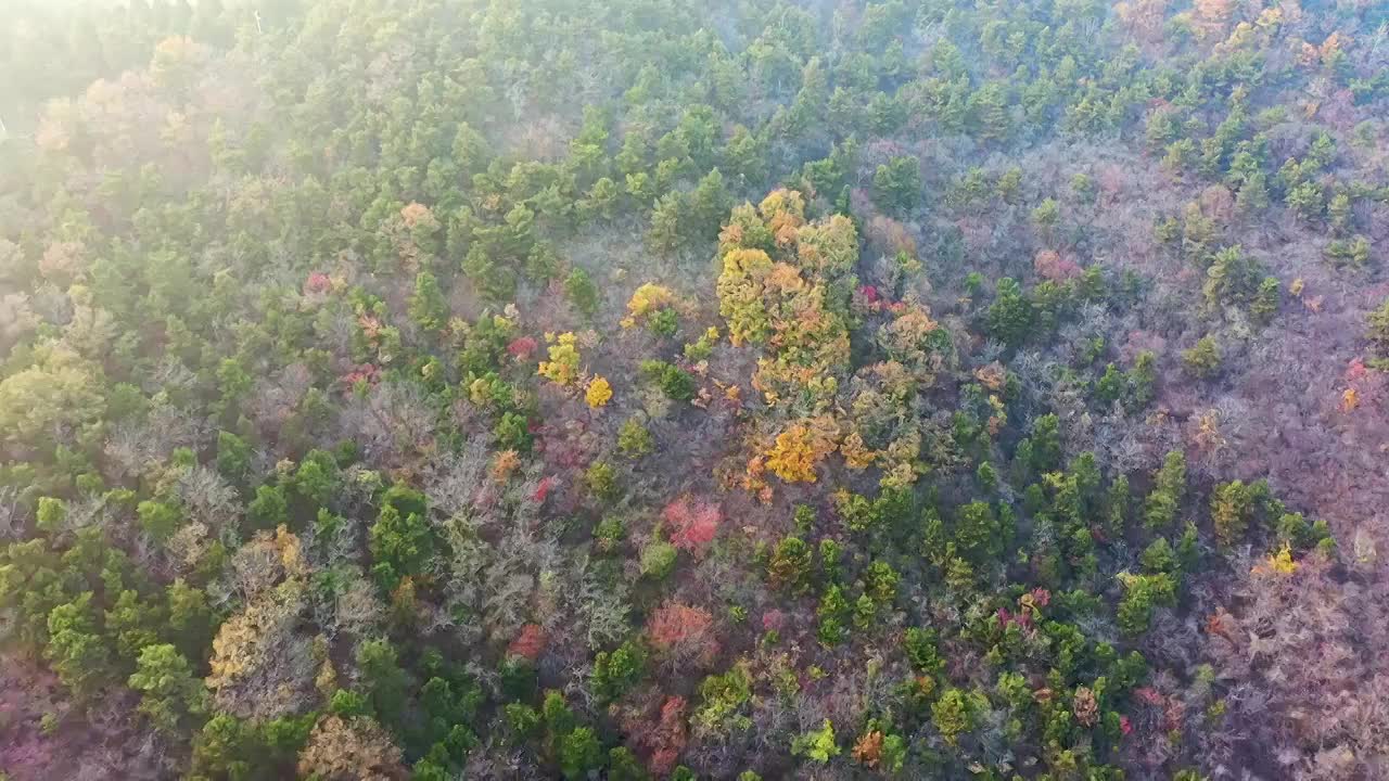 秋天漫山红叶黄叶视频素材