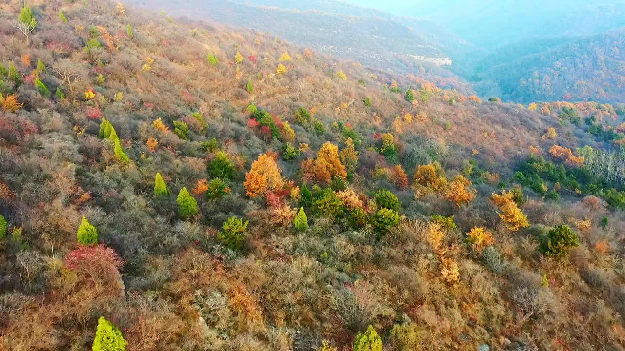 秋天漫山红叶黄叶视频素材