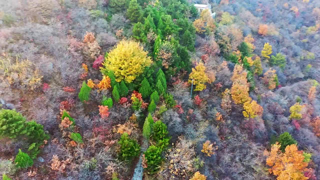 秋天漫山红叶黄叶视频素材