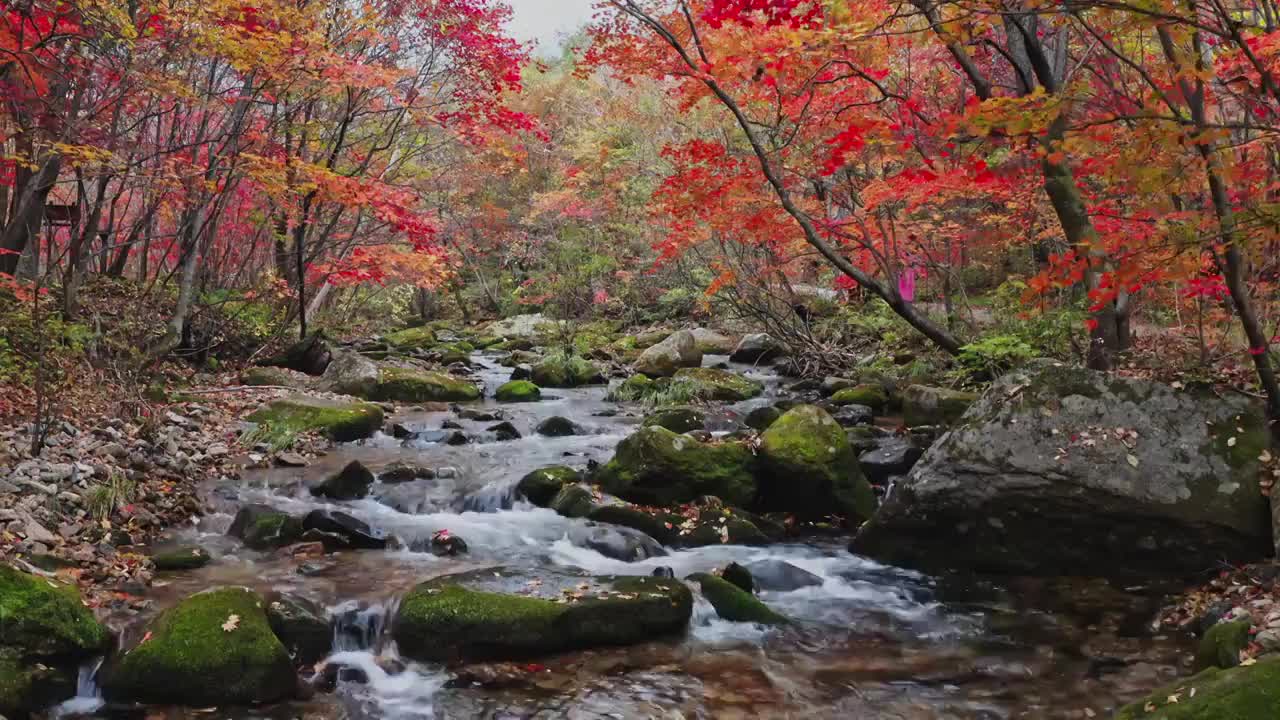 秋天的老边沟，东北的秋天，本溪的枫叶与河流视频素材