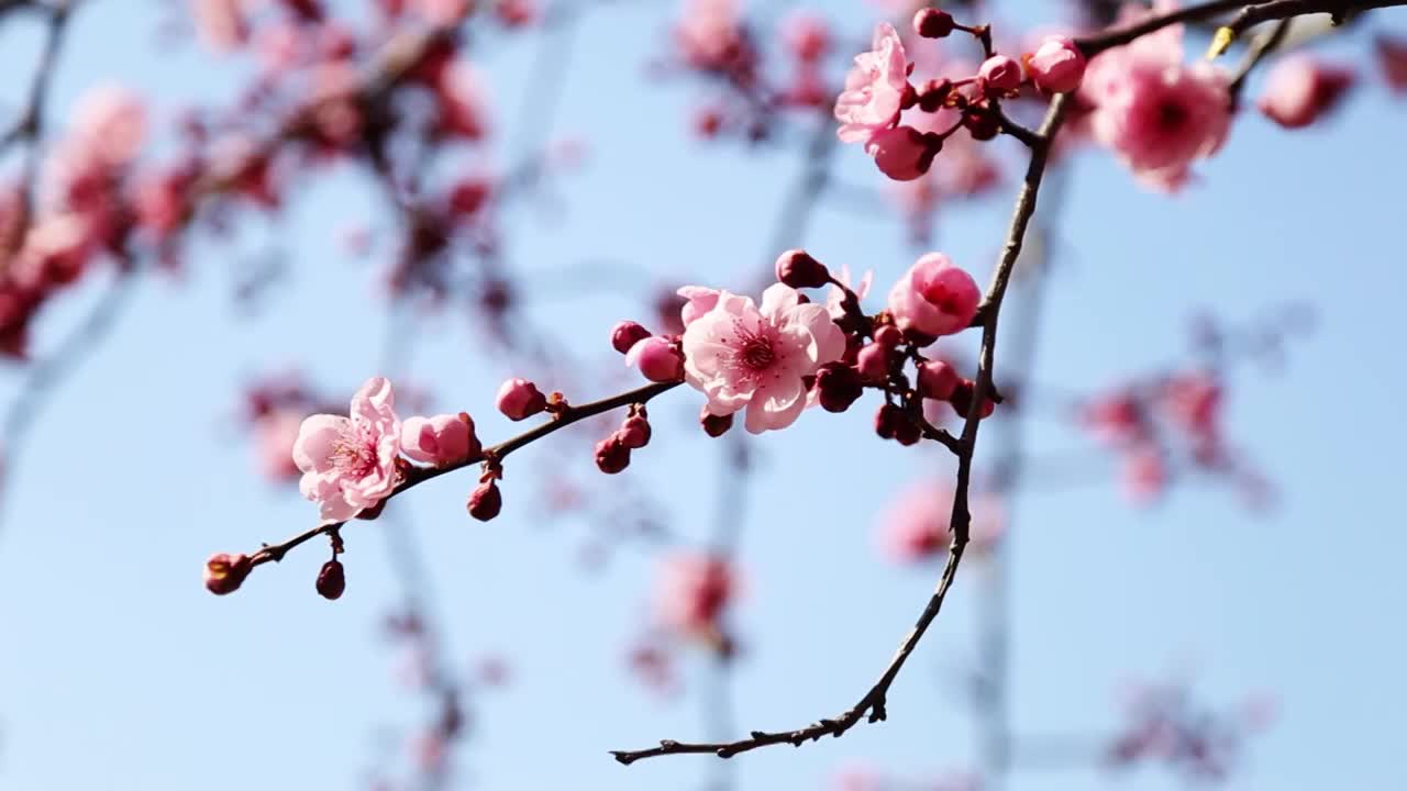 桃花视频素材